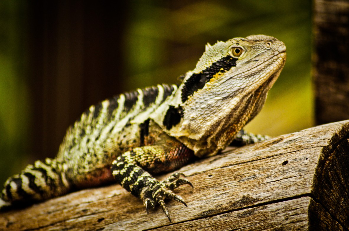 Colour image of water dragon on a log