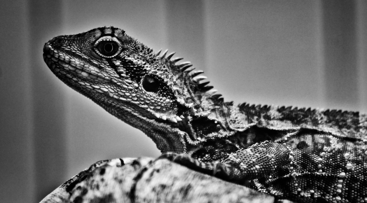 Black and white image of water dragon