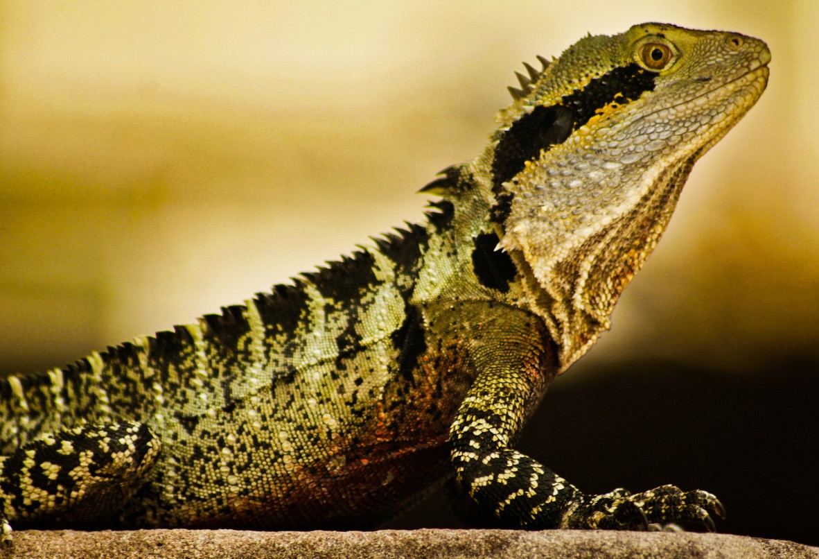 Profile shot of water dragon in colour