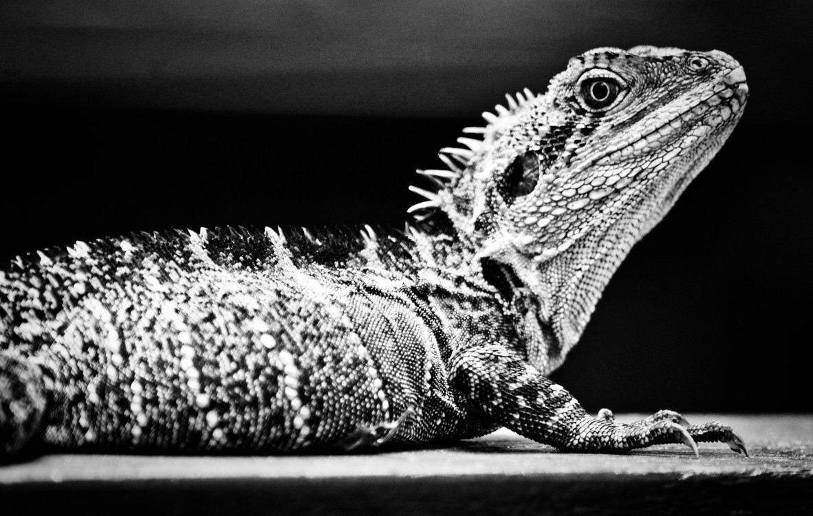 Black and white photograph of water dragons head and upper body