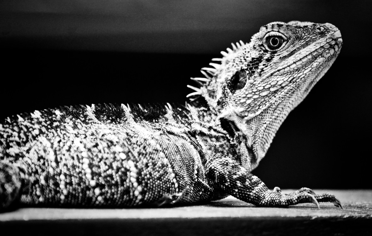 Black and white photograph of water dragon's head and upper body