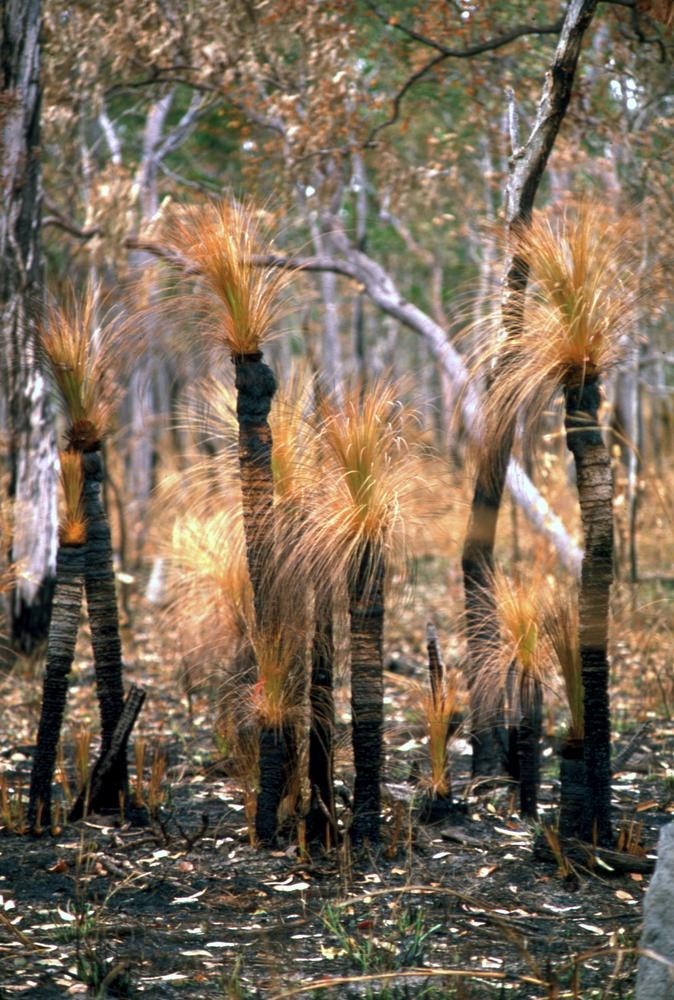 Panoramic views from a grass-treed ridge on South Molle Island to the Whitsundays, North Queensland, 1985