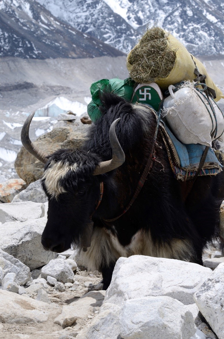 Yak in the Himalayas with swastika holy symbol