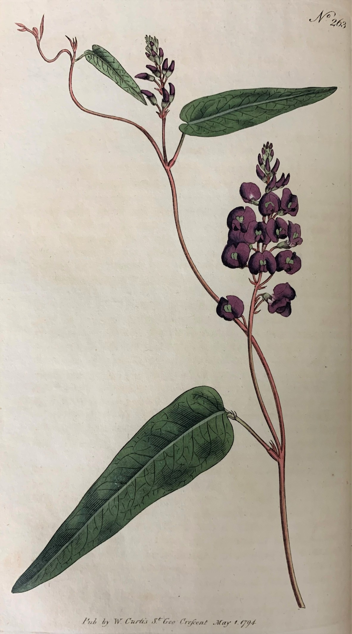 Glycine bimaculata [Hardenbergia violacea] 1794 The botanical magazine or the flower garden displayed, Australian Library of Art, State Library of Queensland