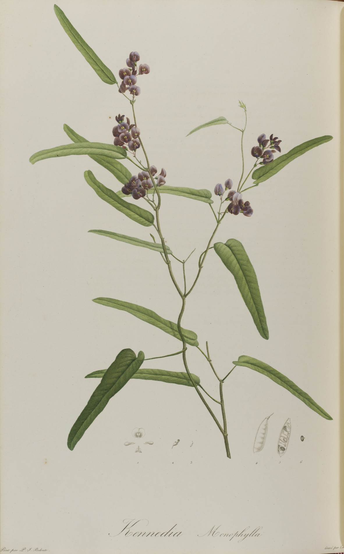 Hardenbergia violacea Jardin de la Malmaison by E P Ventenat 1803 
