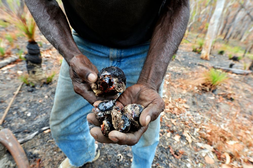 Bobby Ball collecting resin from a burnt grass tree