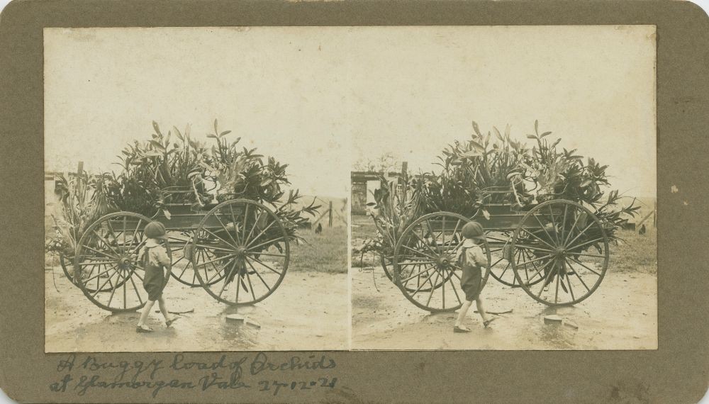Orchids on a cart at Glamorgan Vale Queensland December 1921