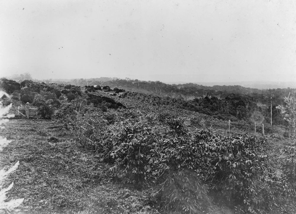 Black and white image of coffee plants in rows at Fielding's coffee plantation, Buderim, 1907