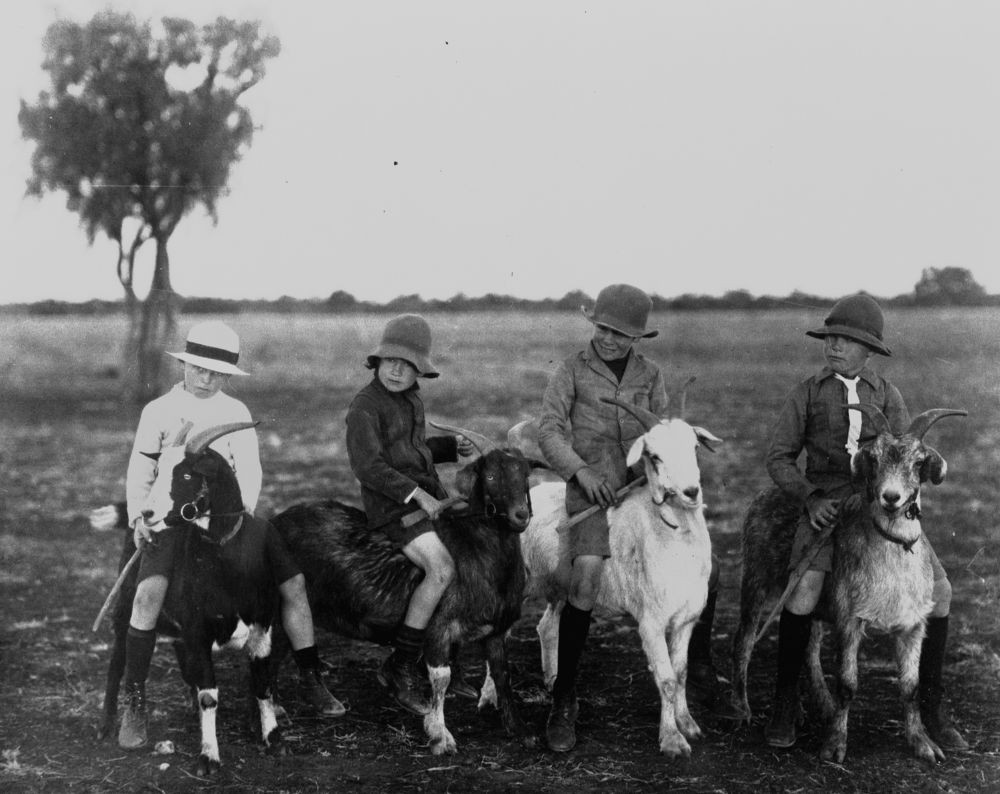 Four boys riding goats at Isisford Queensland ca 1918