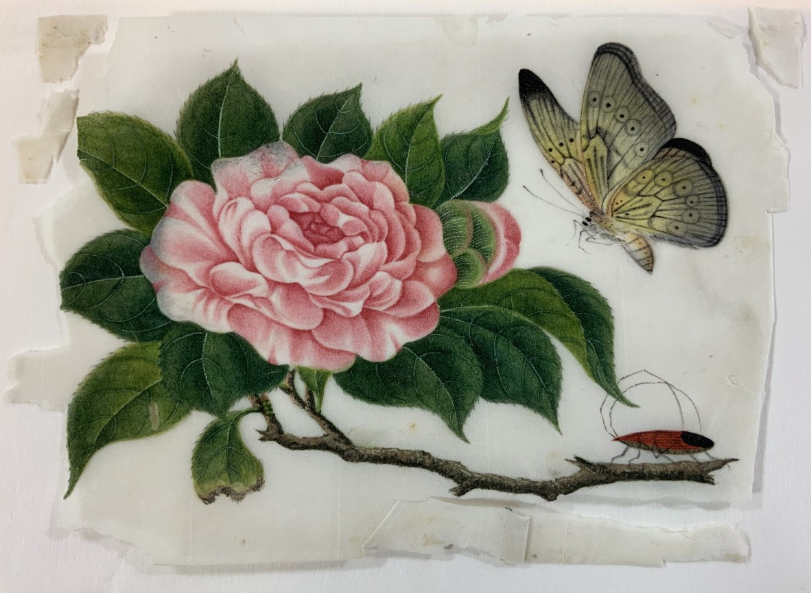  29367 Botanical Gouaches on Pith Paper Album ca 1840