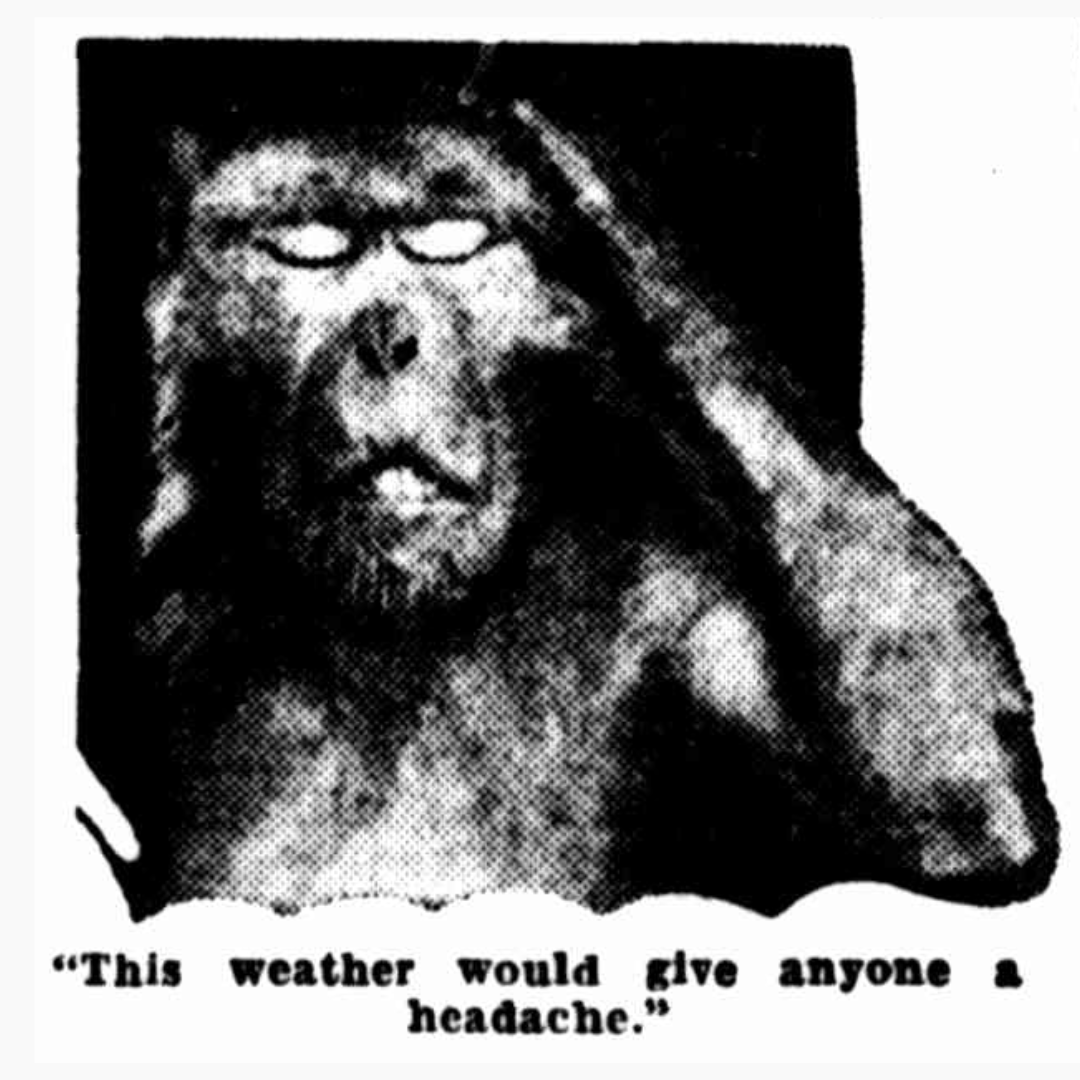 Black and white newspaper photo of a baboob appearing to grab its head in despair. The caption reads '"This weather would give anyone a headache."' 
