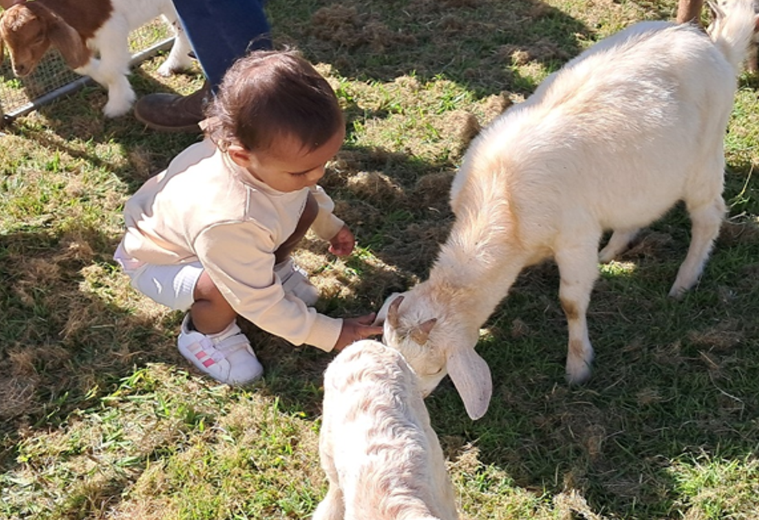 Cherbourg IKC petting zoo