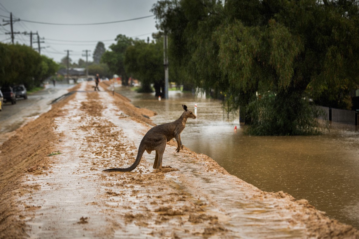A kangaroo standing between flooded areas