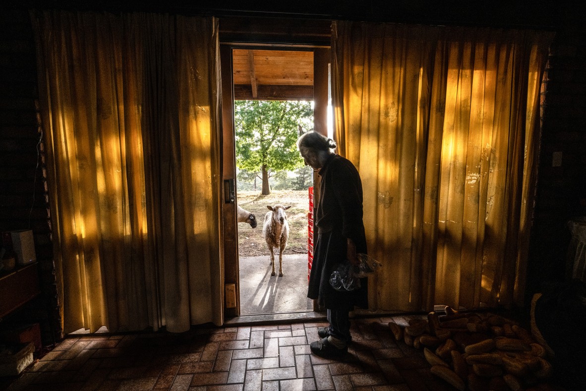 An elderly woman standing in an open doorway with sheep at the door