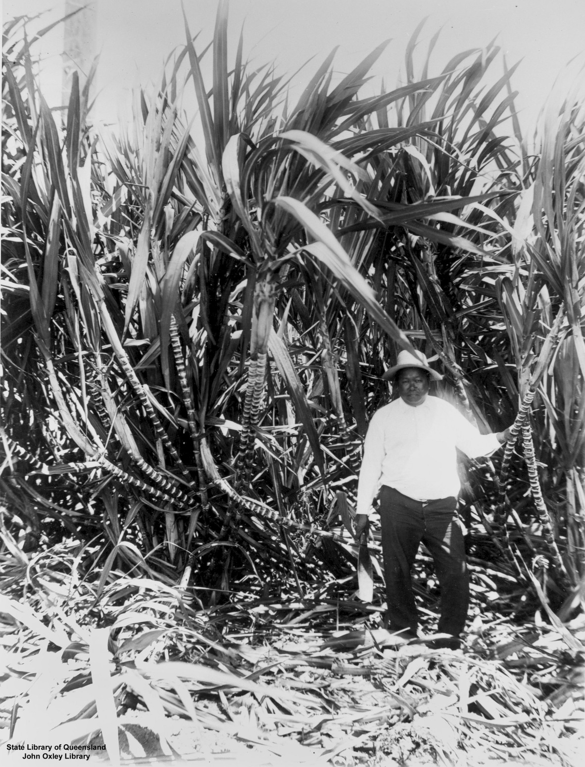 Image of Labourer working on the Hambledon sugar plantation, Cairns