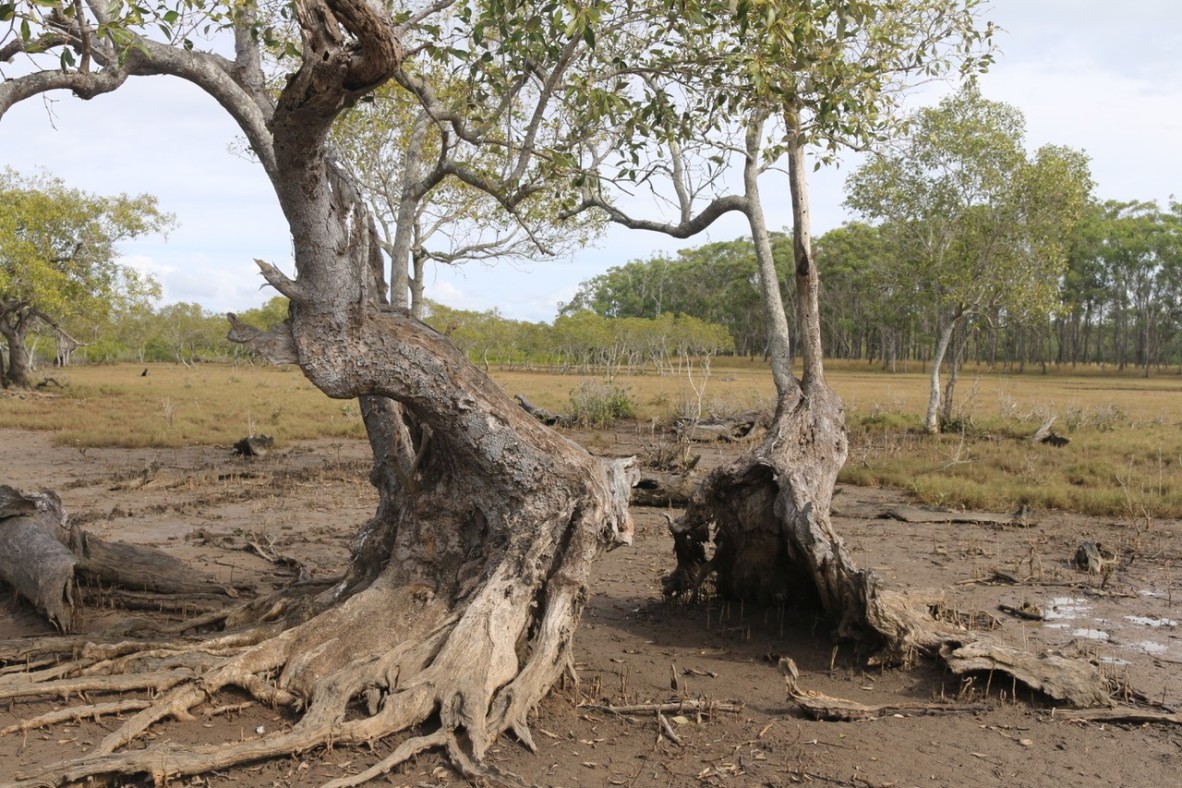 Magna Carta Tree