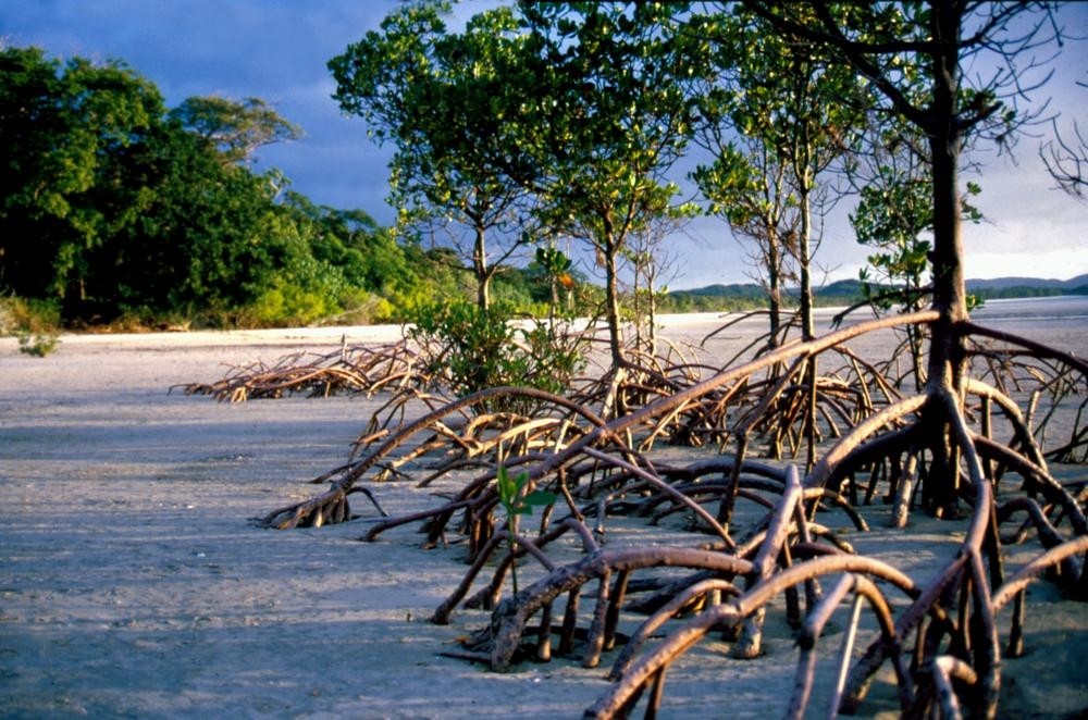 Mangroves growing on the beach, North Queensland, 1984