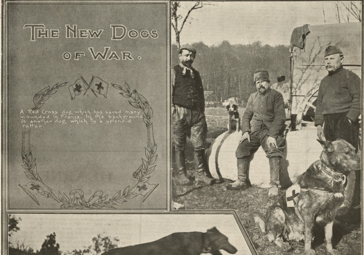 The Red Cross dog which has saved many wounded in France