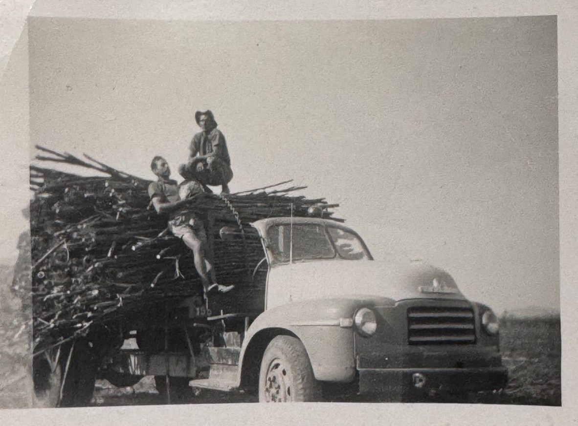 Two men on top of a load of sugar cane on a truck