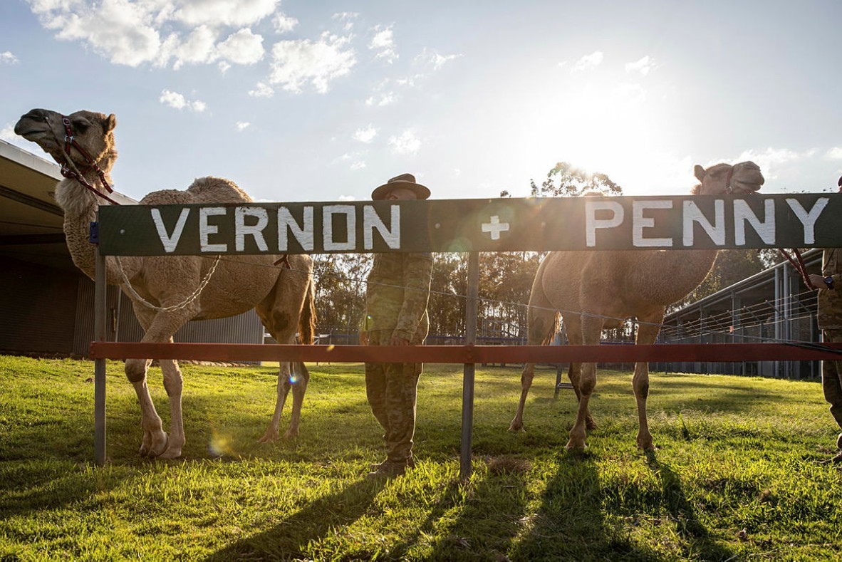 9 FSB Camel Mascots Penny and Vernon