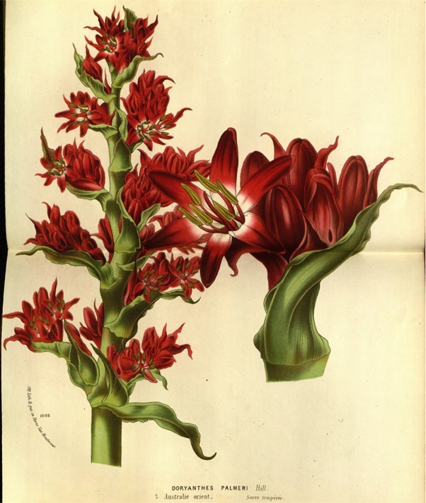 Doryanthes palmeri in Flore des serres et des jardins de l'Europe, 1874 (Image courtesy Biodiversity Heritage Library – original exhibited in the Entwined exhibition, courtesy CSIRO Australian National Herbarium