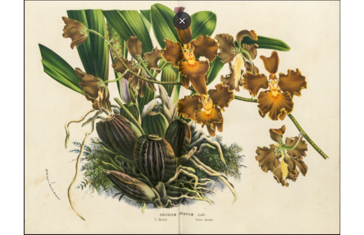 Oncidium crispum an orchid endemic to Brazil advertised in volume 21 of Flore des serres