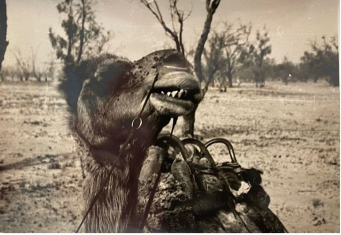 Photograph of a camel (name unknown, poor fella) around Cooper Creek.