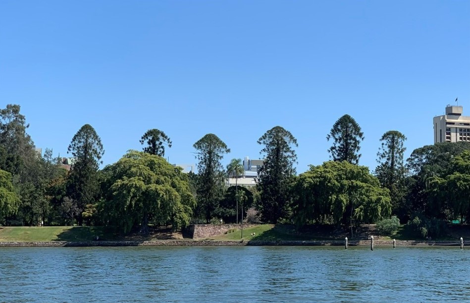 The bunyas along the river in the City Botanic Gardens were planted by Walter Hill between 1858 and 1867.