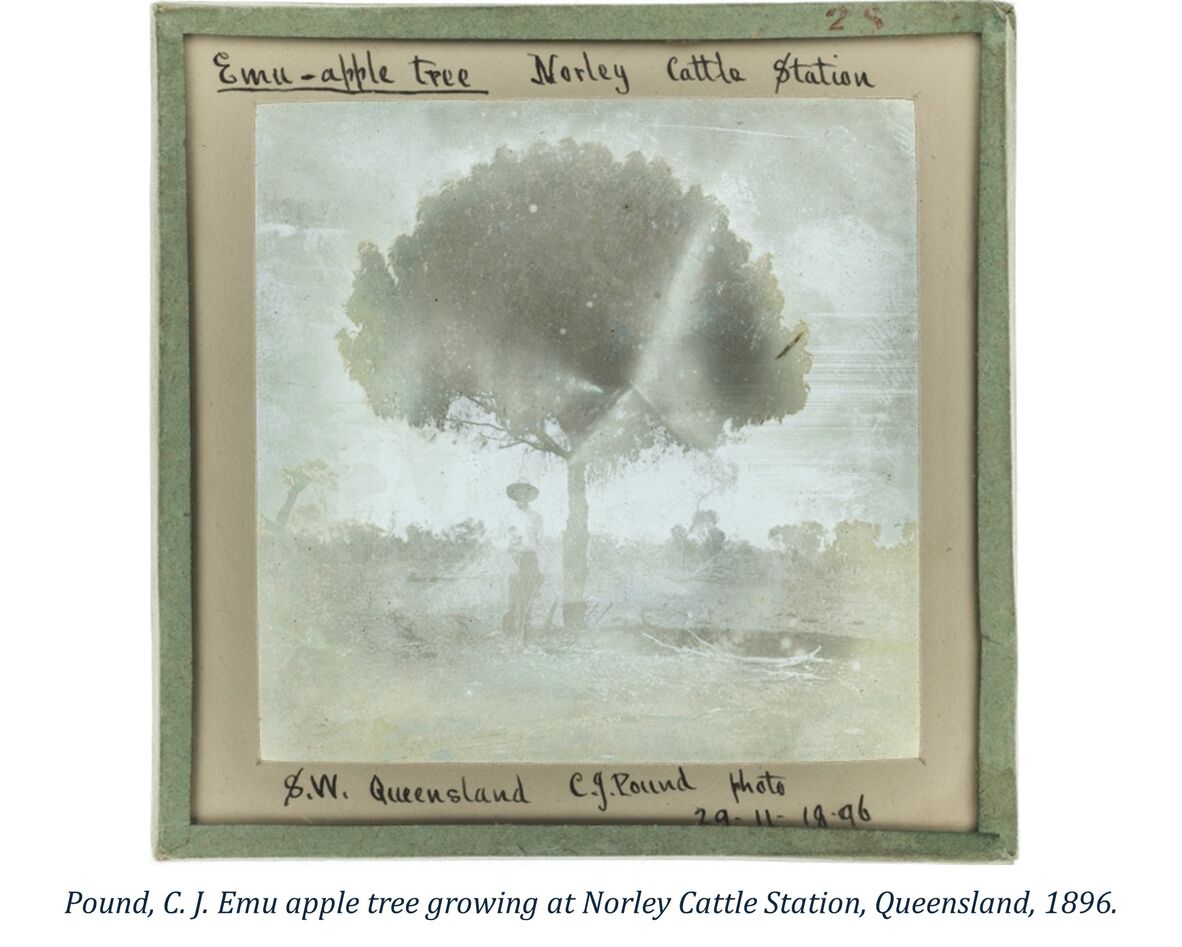 Pound, C. J. Emu apple tree growing at Norley Cattle Station, Queensland, 1896.