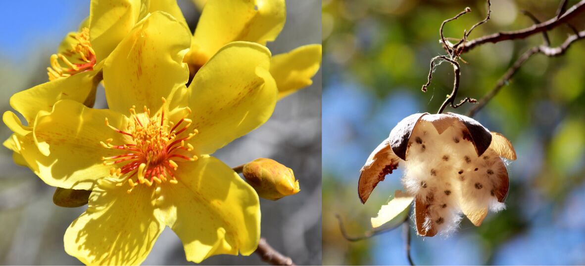 Flower and Seed Pod of the Native Kapok Tree.