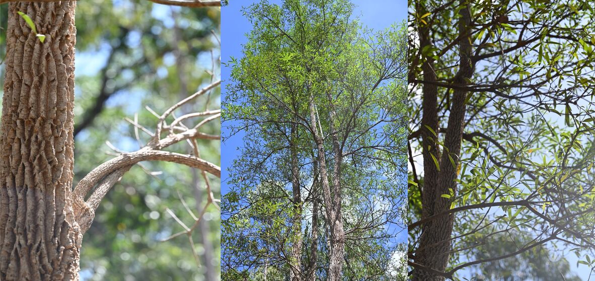 Milkwood Trees in Weipa.