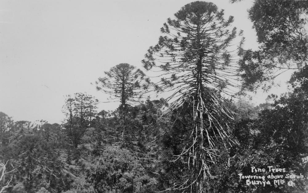 Pine trees towering above scrubs Bunya Mountains ca 1920
