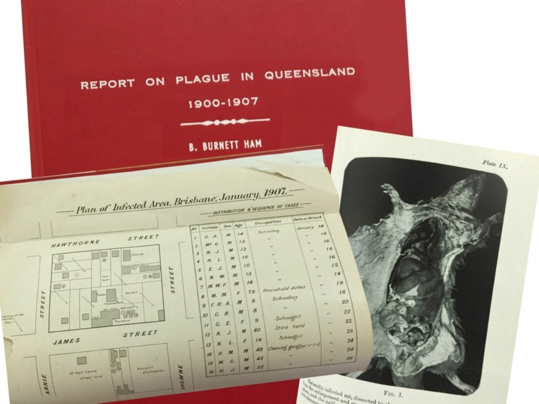 Documents including a picture of a rat that are about the plague in Queensland