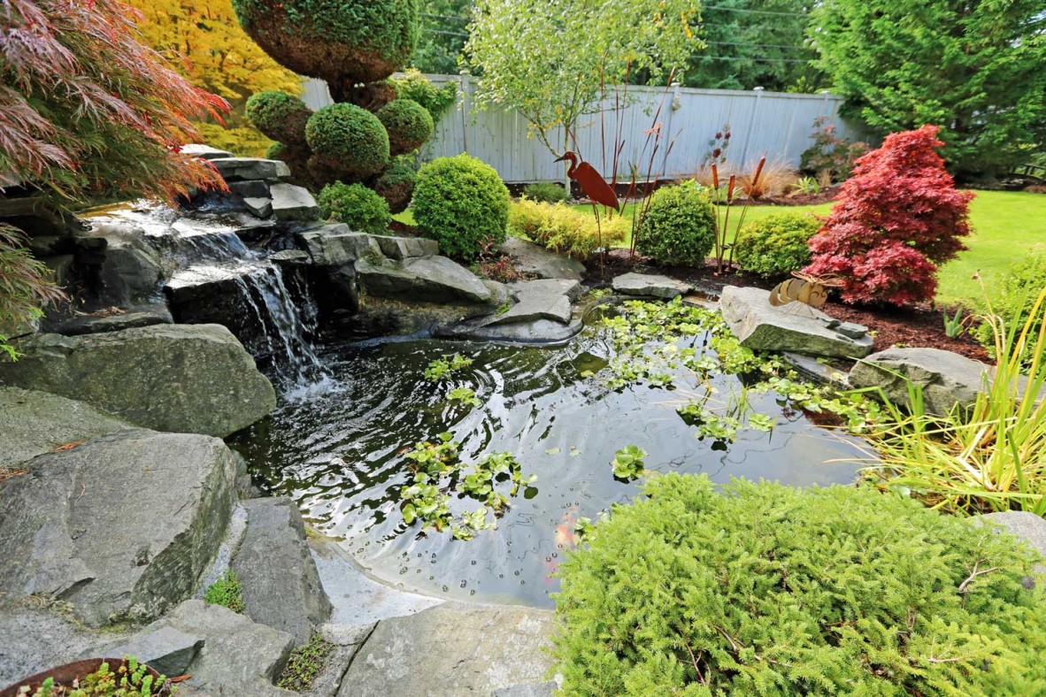 Pond surrounded by rocks and vegetation in a back yard with fish.