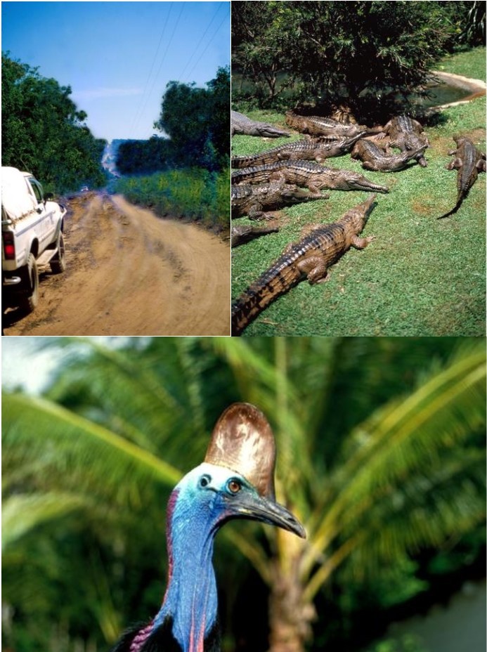 Picture of a muddy road, several crocodiles on grass, and a cassowary's head