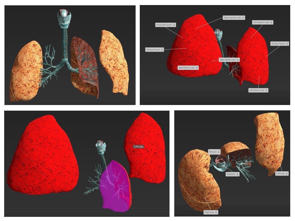 Screenshots from the Gale Interactive Science database showing 3D visualisations of the lungs