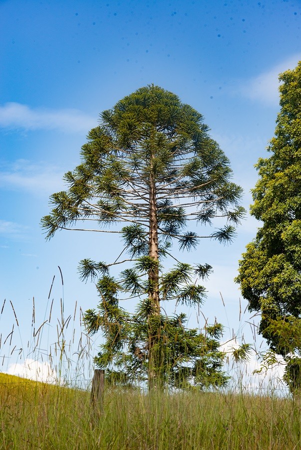 Bunya tree at Stoney Creek, 13 February 2021