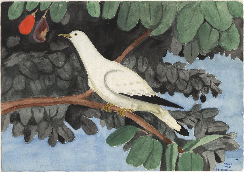 Watercolour - Birds of Murray Island by Segar Passi, 1968