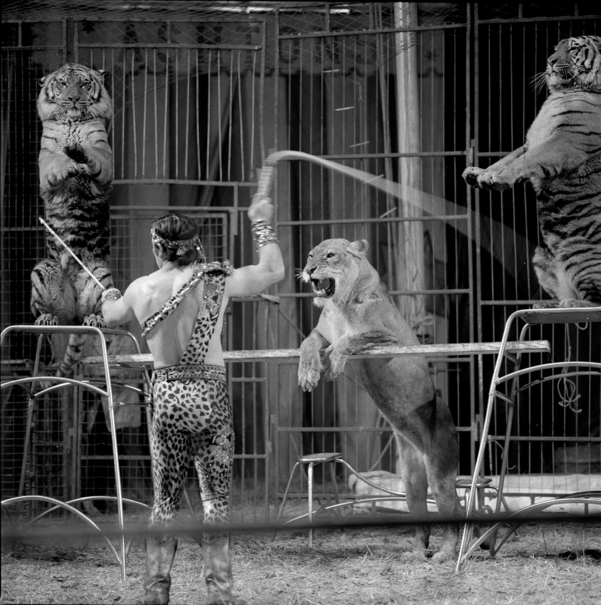 a man in leopard costume directs 3 big cats at Ashton's circus