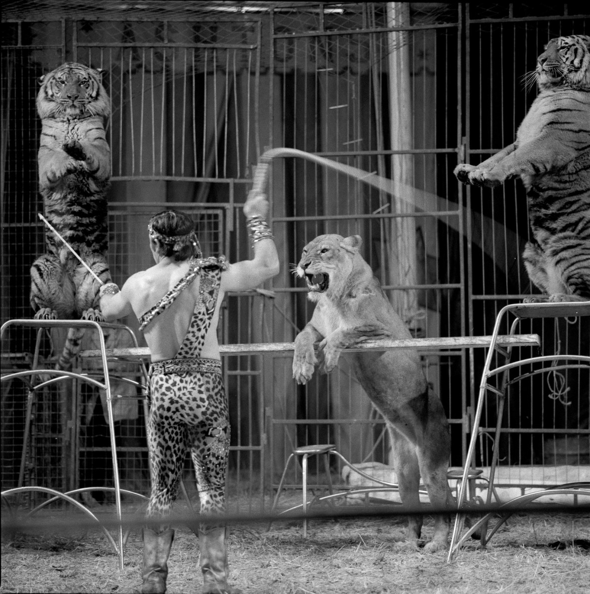 a man in leopard costume directs 3 big cats at Ashton's circus 