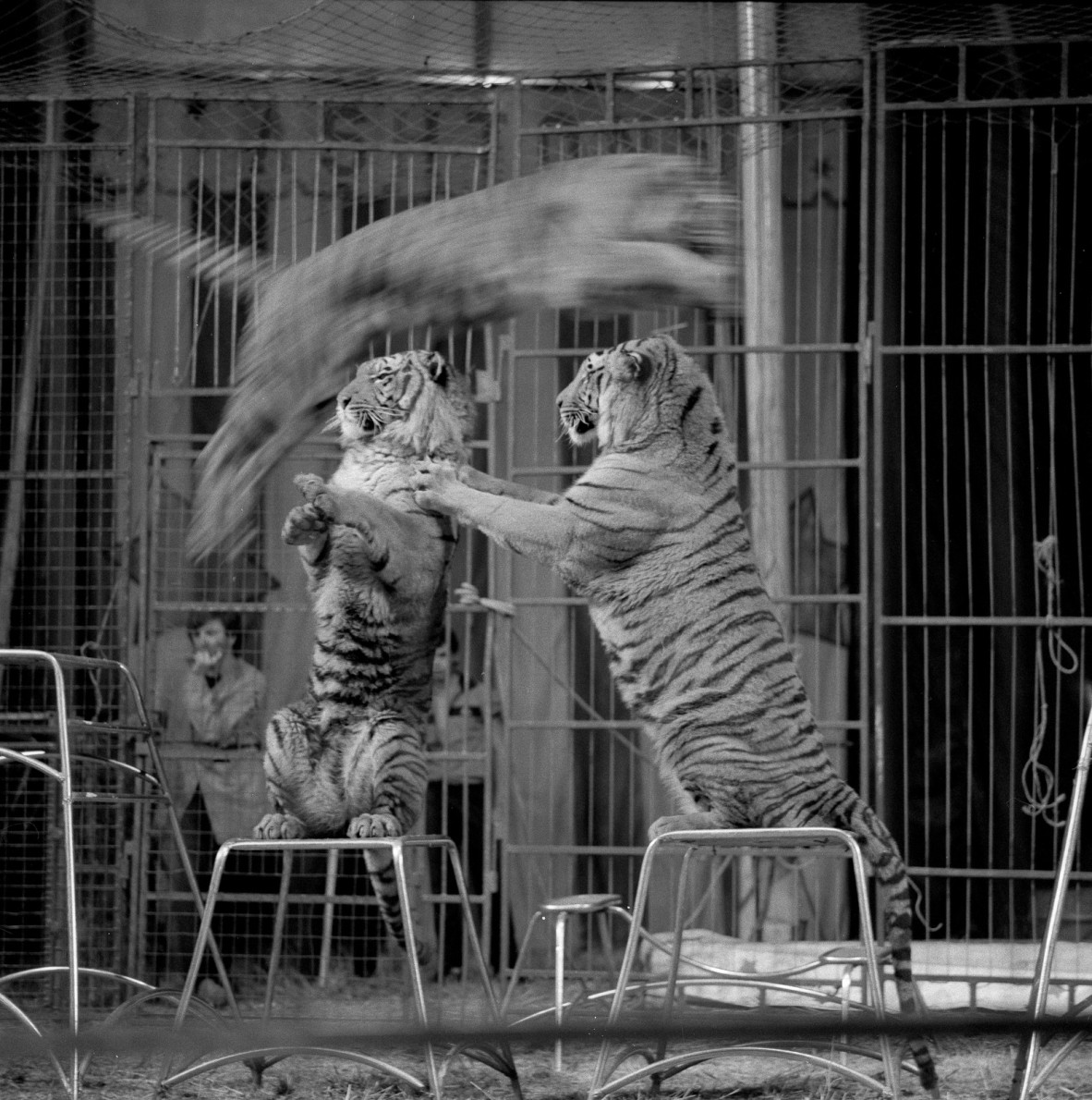 2 tigers stand on stools while another jumps over them