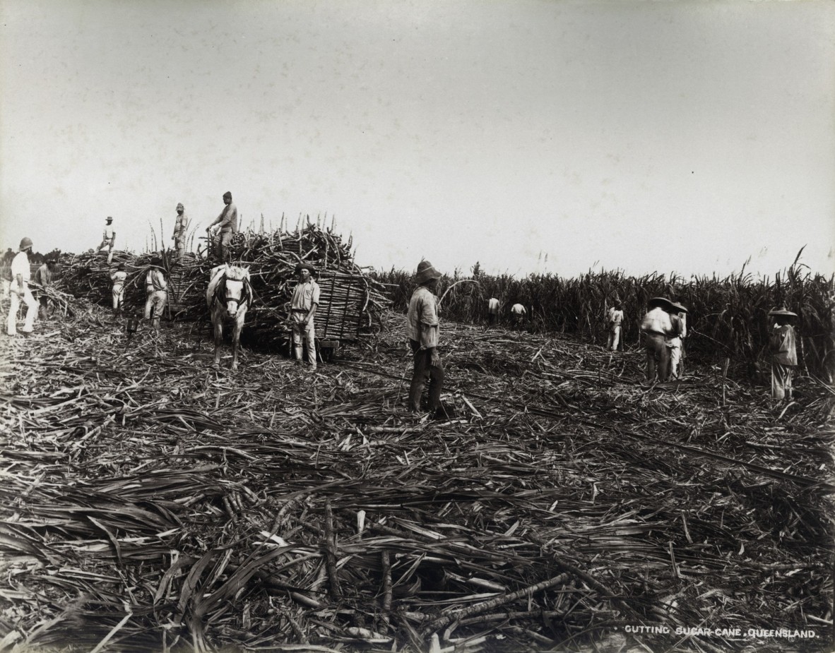 Workers cutting cane in the Cairns district, ca. 1890