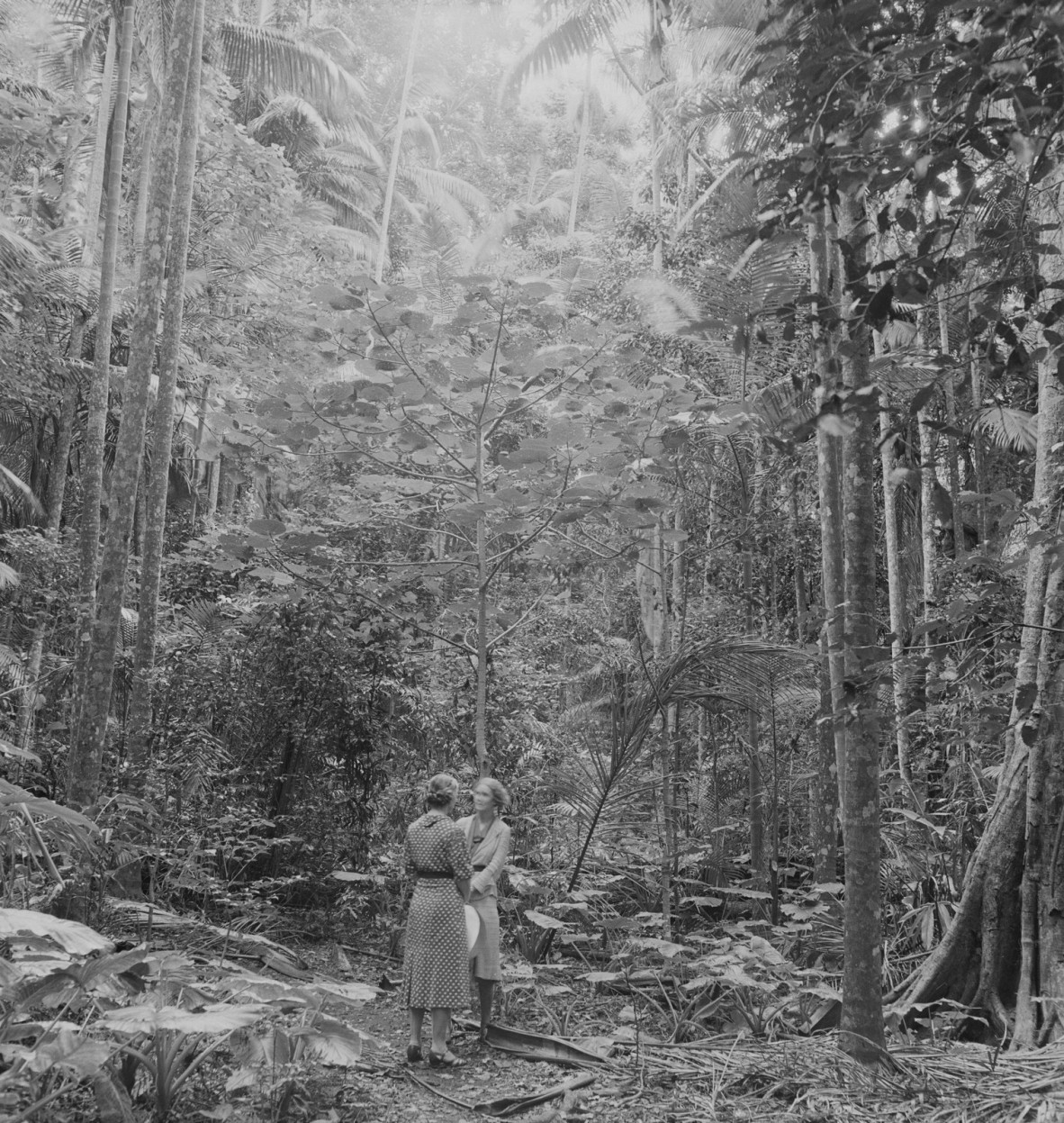 Two women in a clearing amongst palms in the grove at Tamborine