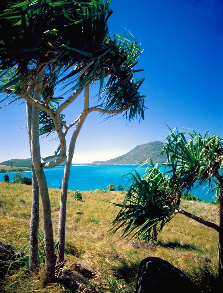 View of Lindeman Island through wind swept pandanus palms Queensland 1985