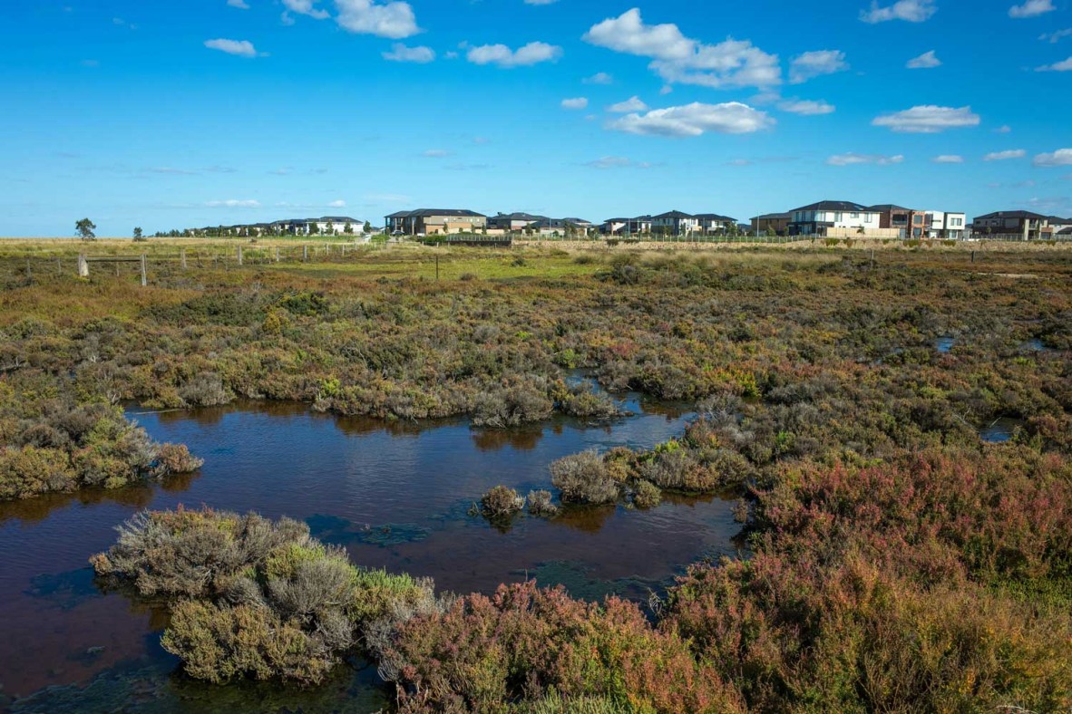 Wetlands with suburban houses in the background.