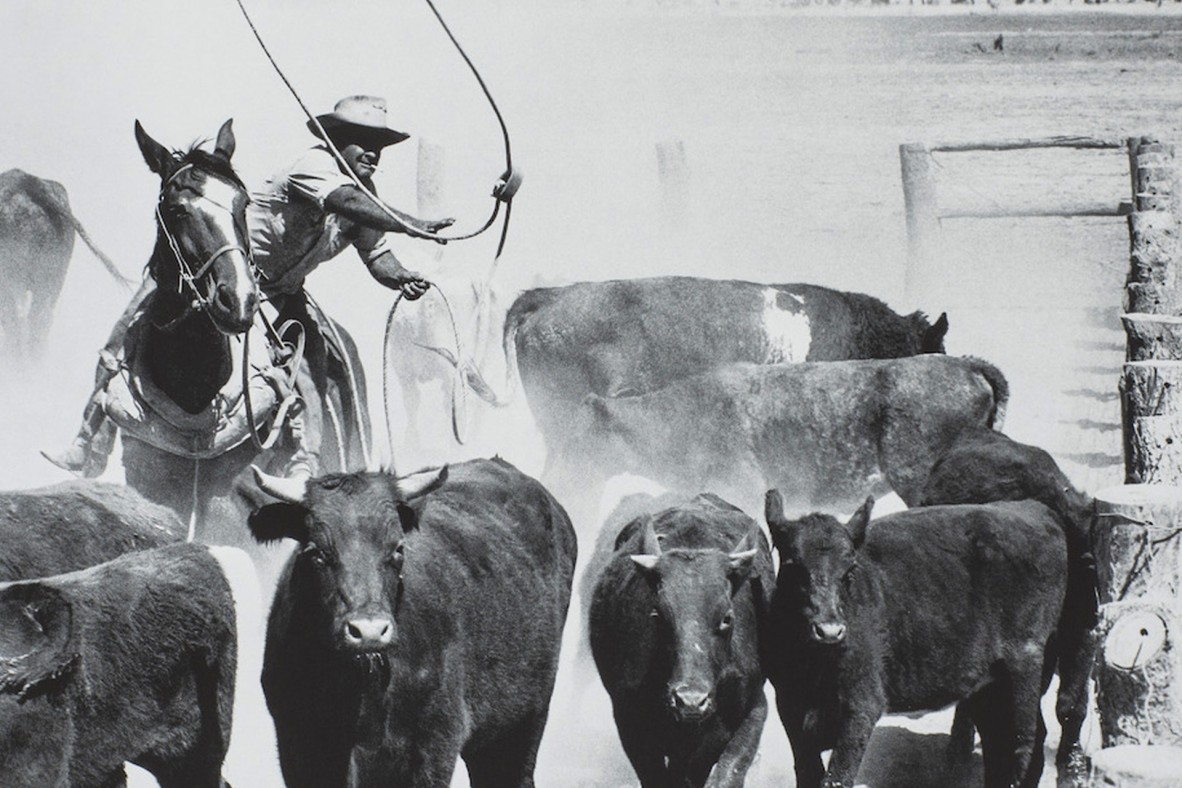 Aboriginal Stockman lassoing cattle at Marion Downs Station in the 1960’s