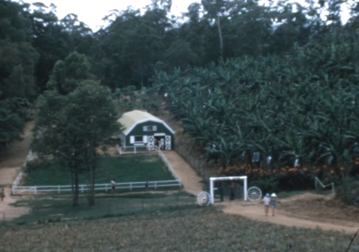 Image shows a green barn at the end of a path. Pineapple plantations can be seen in the foreground. Two people are walking away from the barn and along the path