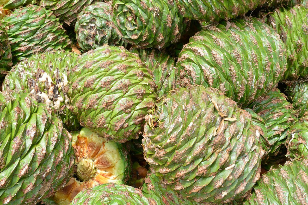 A pile of bunya cones.