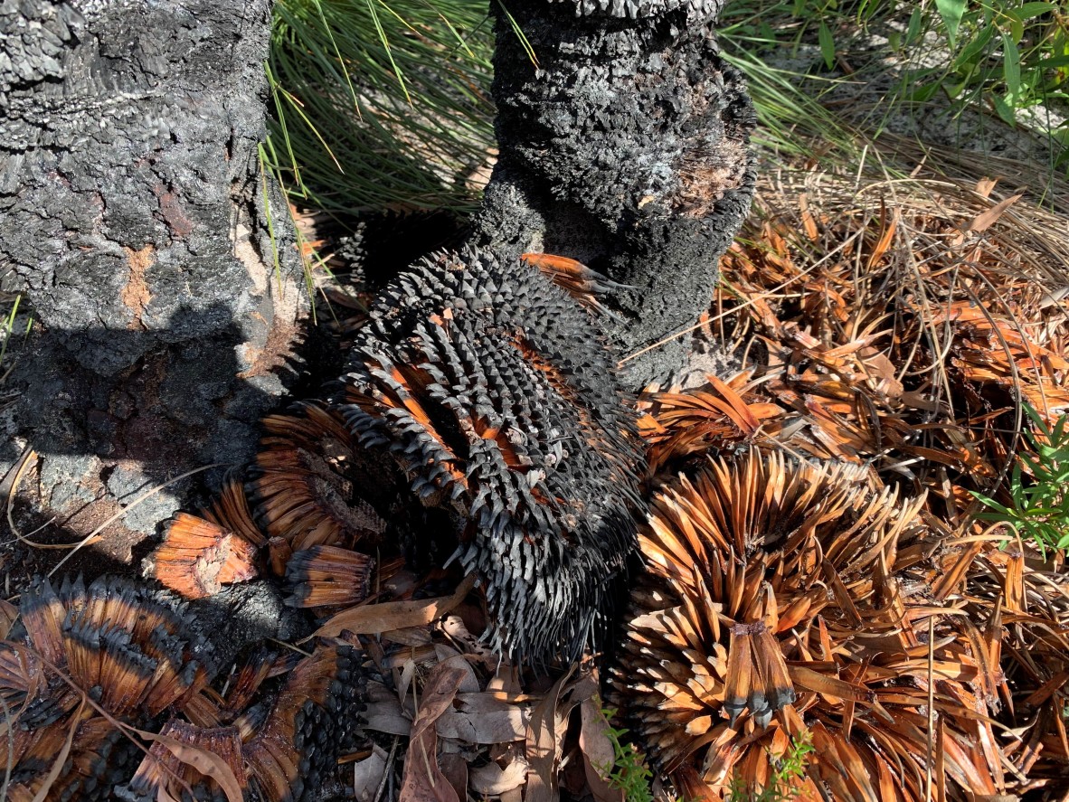 Burnt grass trees in the Great Sandy National Park after the 2019 bushfires, on Gubbi Gubbi Country.