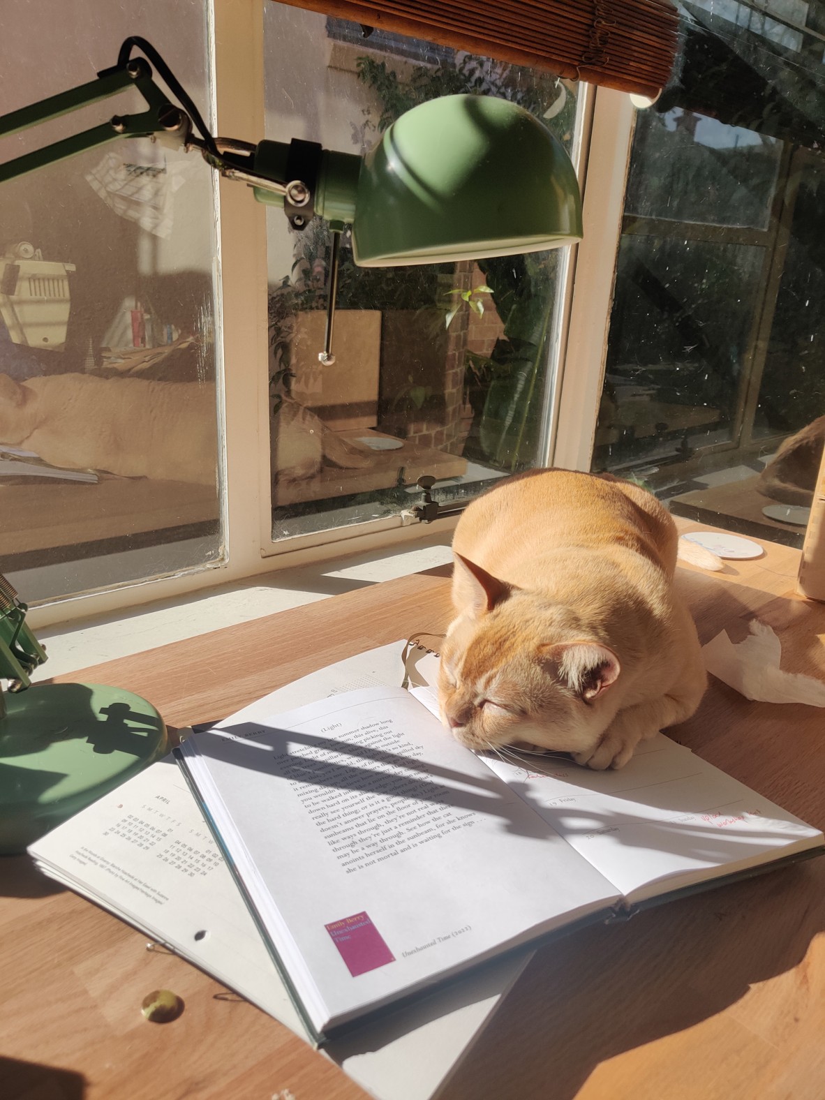 A ginger cat sleeps on top of an open book on a desk
